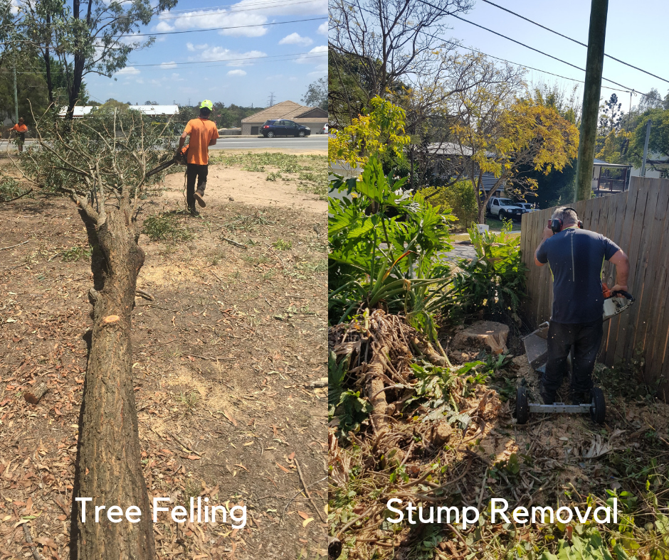 Tree Felling and Stump Removal
