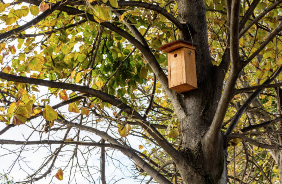 Habitat Nesting Box Installation