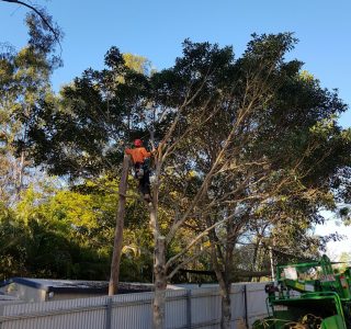 Caring For Your Trees