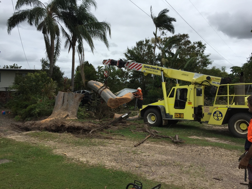 Tree Lopping - Tree Removal