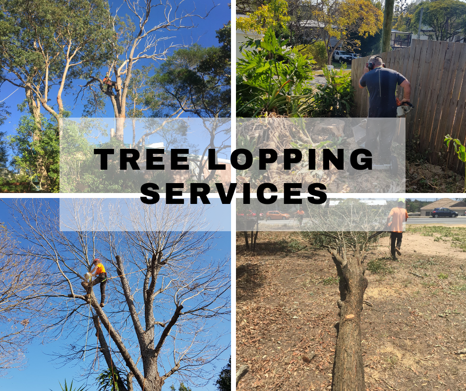 Image result for Tree Lopping