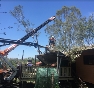 tree removal after storm damage